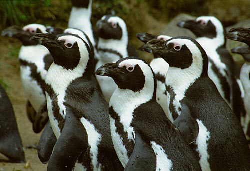 Pinguine von Holger Jehle