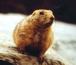 Alpenmurmeltier (c) Helmut Koch