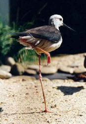 Stelzenläufer (c) Helmut Koch