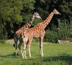 Afrika-Panorama (c) Zoo Augsburg