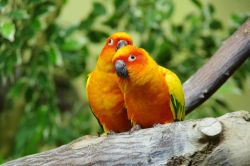 Tropenhalle: Sonnensittiche (c) Zoo Augsburg