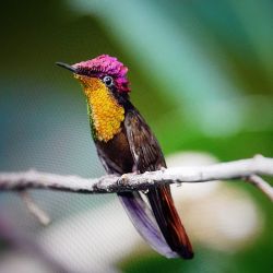 Tropenhalle: Moskitokolibri (c) Zoo Augsburg