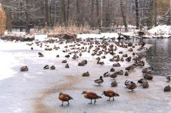 Ententeich (c) Tierpark-Cottbus.de
