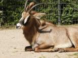 Pferdeantilope (c) Zoo Dortmund
