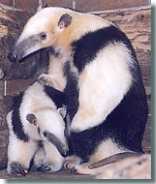 Tamandua (c) Zoo Dortmund
