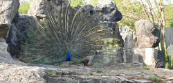 Pfau (c) C. Janker