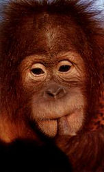 Orang-Utan (c) Zoo Dresden