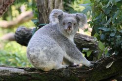 Koala Eora (c) Zoo Duisburg / I. Sickmann