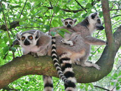 Kattafamilie (c) Zoo Eberswalde