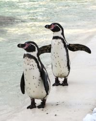 Humboldt-Pinguine (c) Zoo Eberswalde