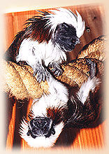 Lisztaffen (c) Thüringer Zoopark