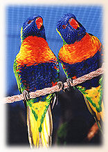 Lori-Anlage (c) Thüringer Zoopark