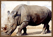 Nashorn (c) Thüringer Zoopark