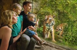 Tiger (c) ZOOM Erlebniswelt