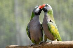 Chinasittich © Zoo Görlitz