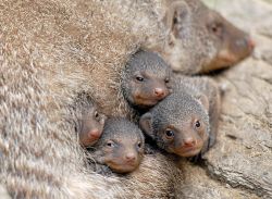 Mangusten © Zoo Görlitz