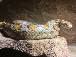 Schlange © Zoo Görlitz