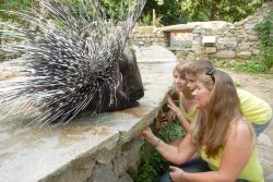 Stachelschwein © Zoo Görlitz