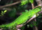Grüner Leguan / T. Fischer