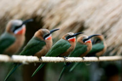 Weißstirnspint ©Götz Berlik