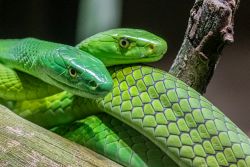 Grüne Mamba ©Lutz Schnier