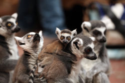 Katta ©Lutz Schnier