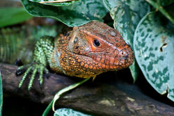 Krokodilteju ©Lutz Schnier