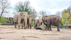 Elefantenherde ©Hagenbeck