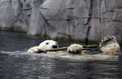 Eisbär Victoria ©Götz Berlik