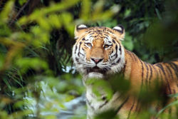 Sibirischer Tiger Maruschka ©Götz Berlik