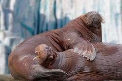 Walrosse ©Hagenbeck