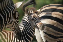 Chapman-Zebra©Lutz Schnier