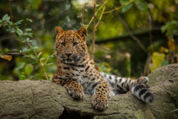Nordchinesischer Leopard ©Lutz Schnier