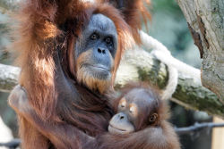 Sumatra-Orang-Utan ©Lutz Schnier