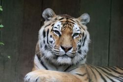 Tiger (c) Tierpark Hamm