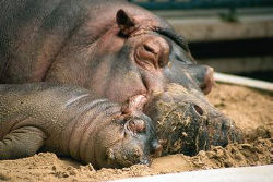 Flusspferde (c) Erlebniszoo Hannover