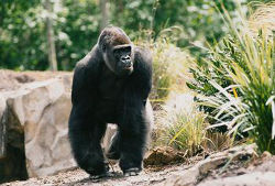 Gorilla (c) Erlebniszoo Hannover