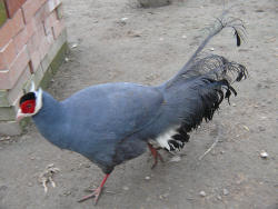 Blauer Ohrenfasan (c)Peter Ramsch