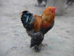 Brahma (c)Peter Ramsch