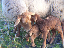 Coburger Fuchsschaf (c)Peter Ramsch