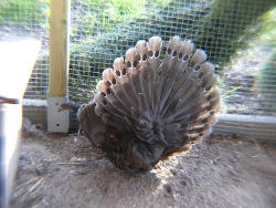 Pfaufasan (c)Peter Ramsch