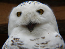 Schneeeule (c)Peter Ramsch