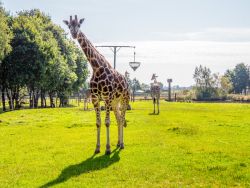 Giraffen (c) Jaderpark