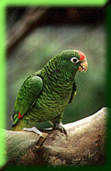 Amazone (c) Zoo Karlsruhe