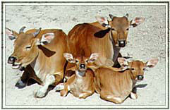 Banteng (c) Zoo Karlsruhe