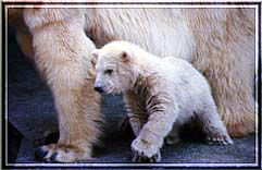 Eisbäranlage (c) Zoo Karlsruhe