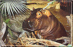 Flußpferd (c) Zoo Karlsruhe