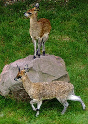 Klippspringer / Zoo Karlsruhe
