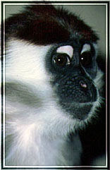 Rotscheitelmangabe (c) Zoo Karlsruhe