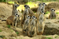 Erdmännchen 
(c) Zoo Köln